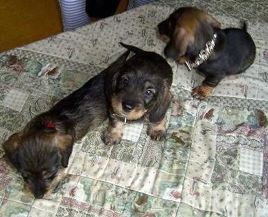 Puppies gaan op onderzoek uit